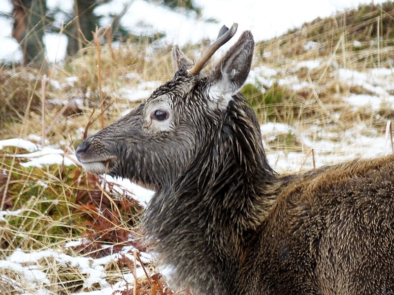 File:A very wet young Red deer - geograph.org.uk - 3851597.jpg