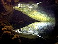 Image 4Arapaima gigas (from Agriculture in Guyana)