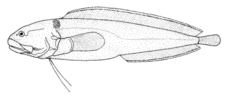 Bidenichthys consobrinus