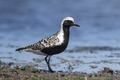 * Nomination A Black-Bellied Plover in the Great Bay WMA. --Needsmoreritalin 01:37, 15 August 2024 (UTC) * Promotion  Support Good quality. --Bgag 02:14, 15 August 2024 (UTC)