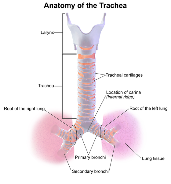 File:Blausen 0865 TracheaAnatomy.png