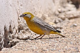 Urqu q'illunchu (Sicalis uropygialis), Salta wamani, Arhintina.