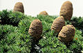 Foliage and cones, 'Cedars of God', Lebanon