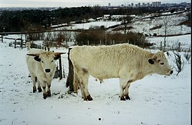 Vaches à poil épais hivernal