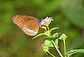 * Nomination: Close wing Nectaring posture of Euploea core (Cramer, 1780) - Common Crow --Sandipoutsider 10:14, 4 November 2024 (UTC) * * Review needed