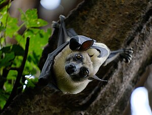 Ein Palmenflughund (Eidolon helvum) im Distrikt Karongi. Er zählt zu den weitest verbreiteten und bekanntesten Flughunden Afrikas.