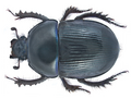 Männchen von Geotrupes stercorarius (Gemeiner Mistkäfer)