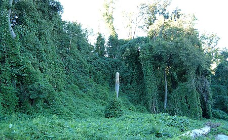 Kudzu growing on trees in Atlanta, Georgia.