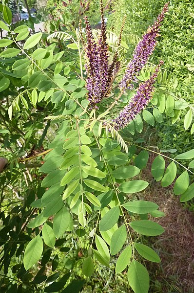 File:Korina 2011-05-27 Amorpha fruticosa 1.jpg