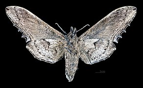 Female Langia zenzeroides zenzeroides, ventral view