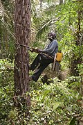 Februar 2009: Gewinnung von Palmwein an Elaeis guineensis in Senegal