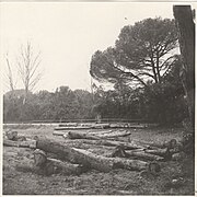 Photo Pine trees turned into wood 1967 - Touring Club Italiano 2 6038.jpg