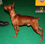 Miniature Pinscher at conformation show, with natural erect ears and docked tail