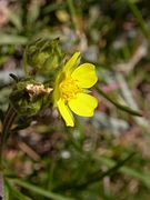 Potentilla multifida