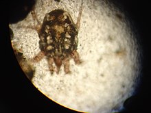 "Psoroptes cuniculi" (Sarcoptoidea: Psoroptidae)