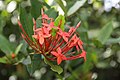 * Nomination: Ixora coccinea (by Halleypo). --ArionEstar 13:53, 9 September 2014 (UTC) * * Review needed