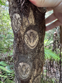 Leaf scars on the trunk of S. lepifera