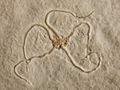A Jurassic fossil brittle star (Children's Museum of Indianapolis)