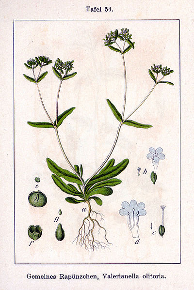 File:Valerianella olitoria Sturm54.jpg