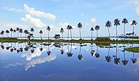 Vembanad, the largest lake in India, is a portion of the Kerala Backwaters