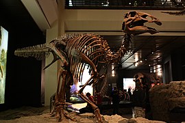 WLA hmns Edmontosaurus annectens.jpg