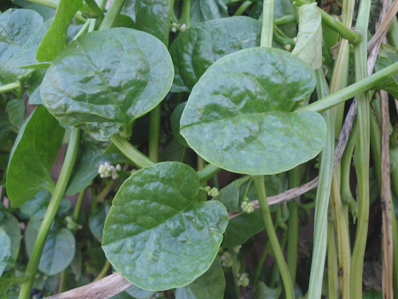 File:(Basella alba) Malabar spinach at Bandlaguda 03.JPG