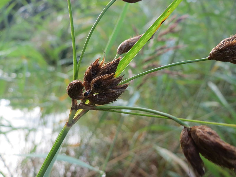 File:20150919Bolboschoenus maritimus1.jpg