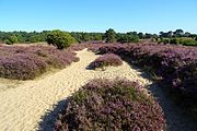 Heide en jeneverbessen op het Drouwenerzand