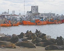 Hafen, mit Seelöwen