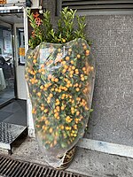 Tree wrapped in polythene, standing just outside a door which is about as tall and wide as the tree; if it were unwrapped, it might be wider than the door. Topmost 20cm or so is unwrapped, and consists of vertical shoots with no fruit. The rest of the tree is heavily fruited: more than 200 mandarins are visible, and there might easily be more than 500 on the tree. Pot has decorative patterns of yellow-on-brown glaze; it is about 45cm tall and bulges in the center to about 35cm across.