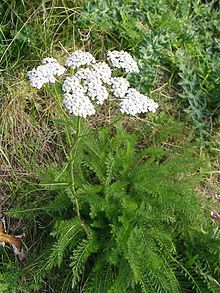 Achillea millefolium 20041012 2574.jpg