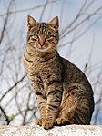 Tabby cats - distinctive striped or spotted pattern