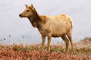 Tule elk