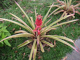 Ananas eli hedelmäananas (Ananas comosus).