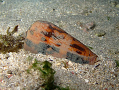 Conus striatus