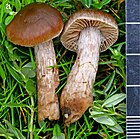 Cortinarius ainsworthii