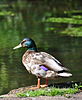 Seite 24: File:Duck_(3665835190).jpg (http://www.flickr.com/photos/xlibber/3665835190/) Autor: Flickr-User xlibber (http://www.flickr.com/people/56844661@N00) Lizenz: CC BY 2.0