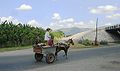 A horsecart in Santiago de Cuba