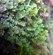 Encroutement algal et ou bactérien sur Marchantiophyta