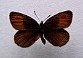 Erebia gorge f. erynis