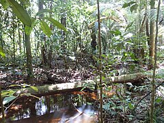 Amazoneregenwoud in Nationaal Park Guyana, Frans-Guyana.