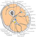Position of femoral vein and artery in adductor canal