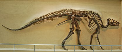 Hadrosauridae - Edmontosaurus annectens.JPG