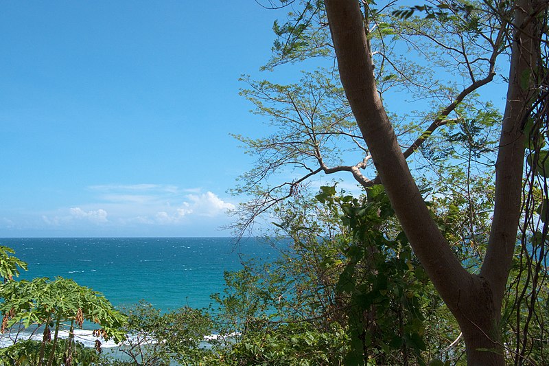 File:Roxas, Tree on the beach 2, Palawan, Philippines.jpg