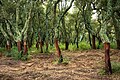 Korketrær på Sardinia