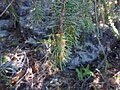 Pseudocone on Brewer's spruce