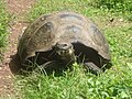 Galapagos tortoise