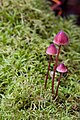 Mycena sp.