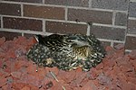 Seite 10: File:Mallard_nests_on_leaves.jpg Autor: Flickr-User Mark Sadowski Lizenz: CC BY-SA 2.0