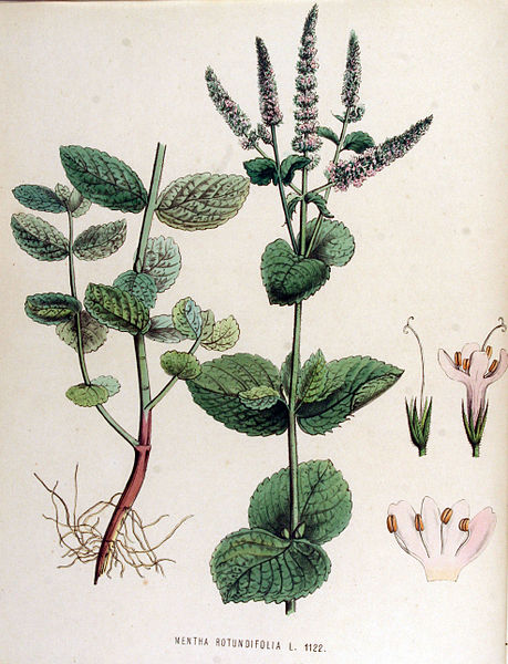 File:Mentha rotundifolia — Flora Batava — Volume v15.jpg